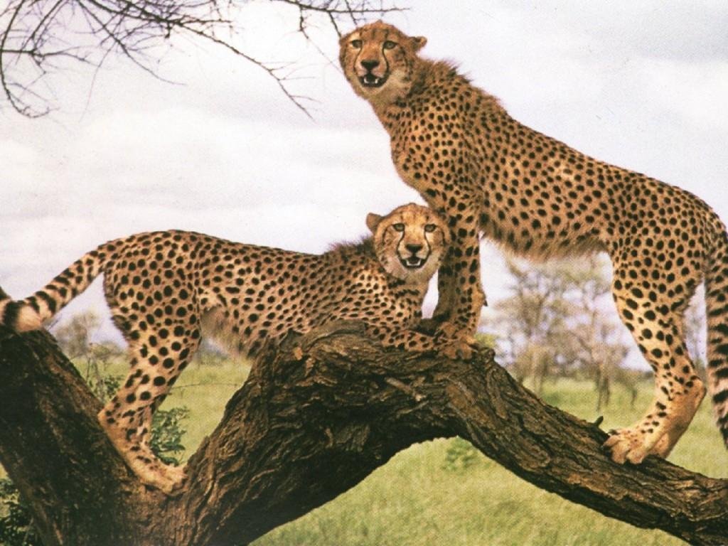 Wallpapers Animals Felines - Cheetahs 