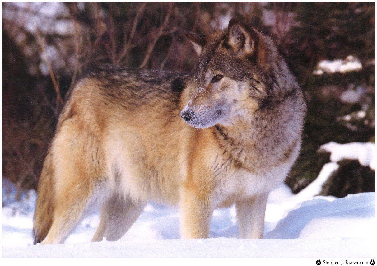 Fonds d'cran Animaux Loups 