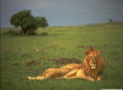 Fonds d'cran Animaux Image sans titre N38862