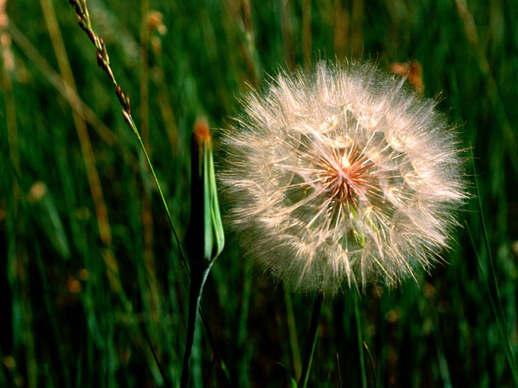 Fonds d'cran Nature Fleurs 