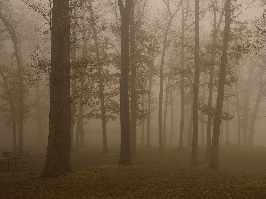 Fonds d'cran Nature Arbres - Forts 