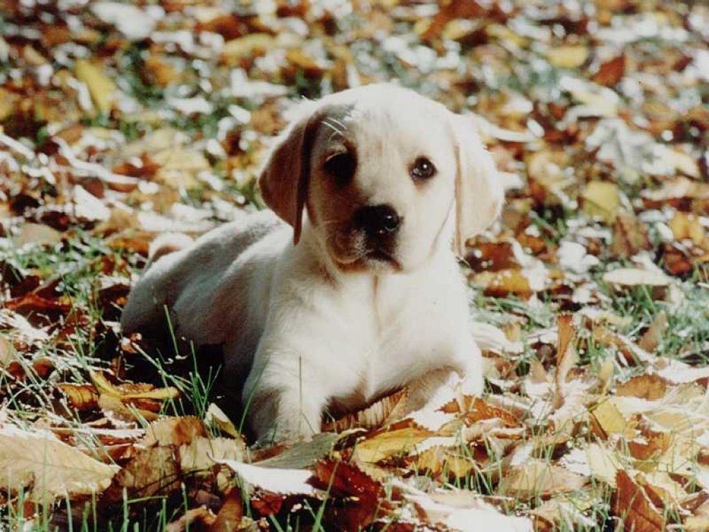 Fonds d'cran Animaux Chiens 