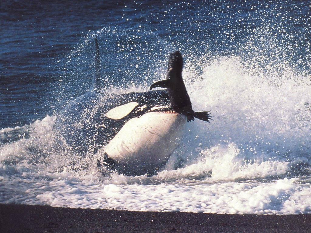 Wallpapers Animals Sealife - Orcas 