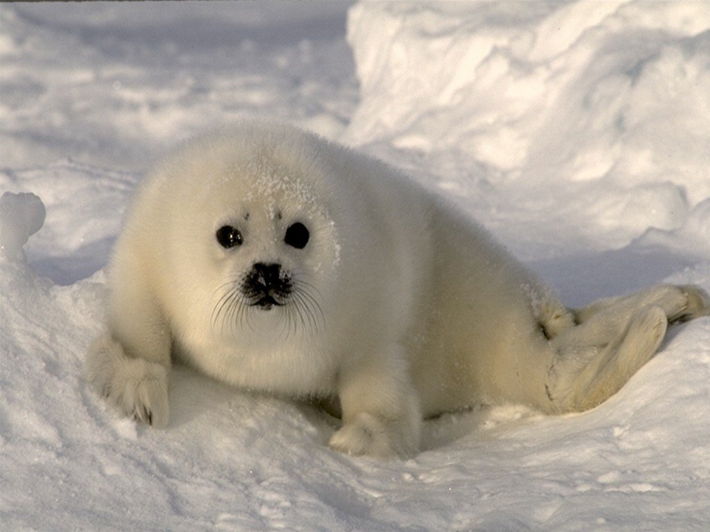 Fonds d'cran Animaux Vie marine - Phoques 