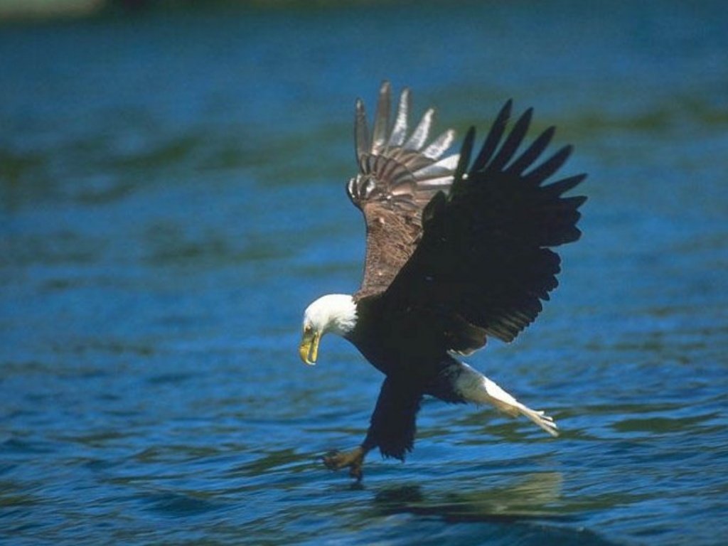 Wallpapers Animals Birds - Eagles 