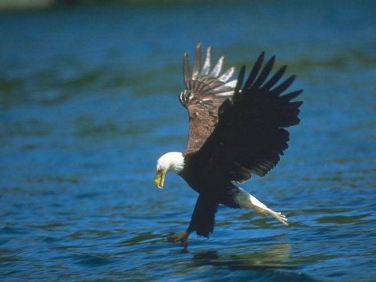 Wallpapers Animals Birds - Eagles Wallpaper N39051