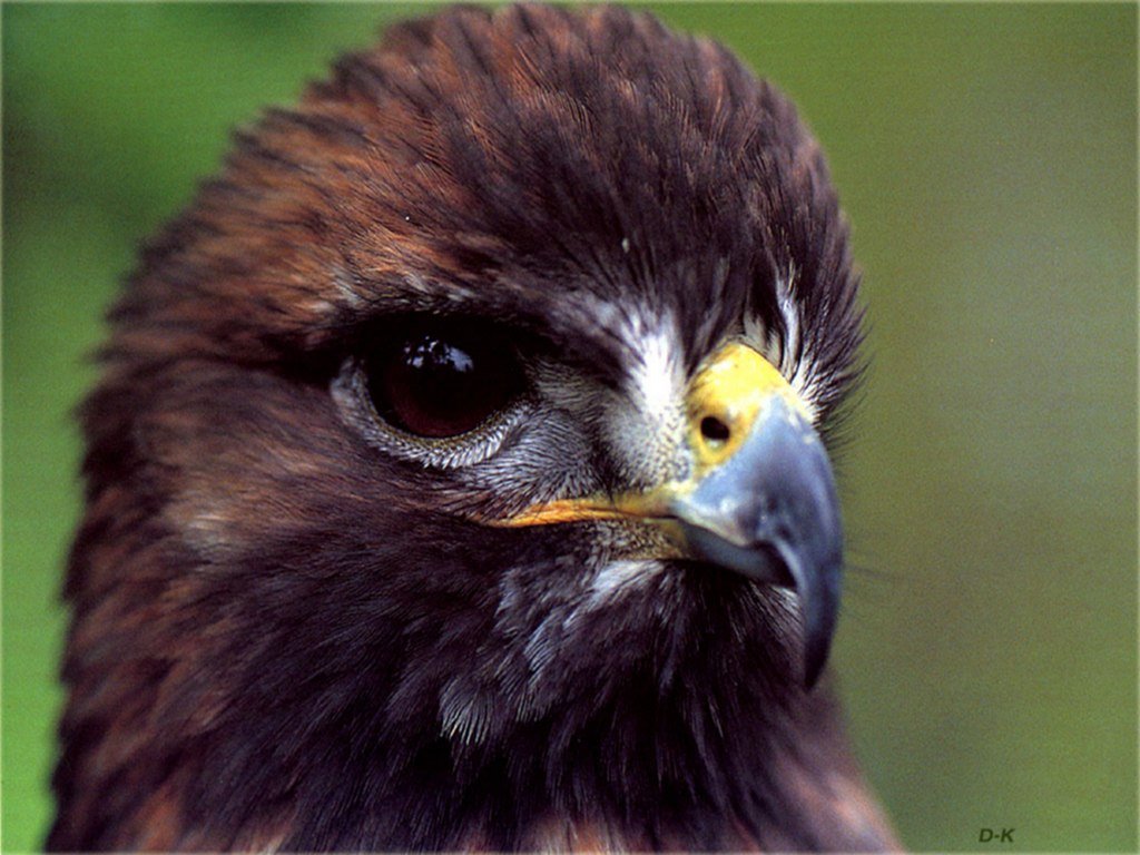 Wallpapers Animals Birds - Falcons 