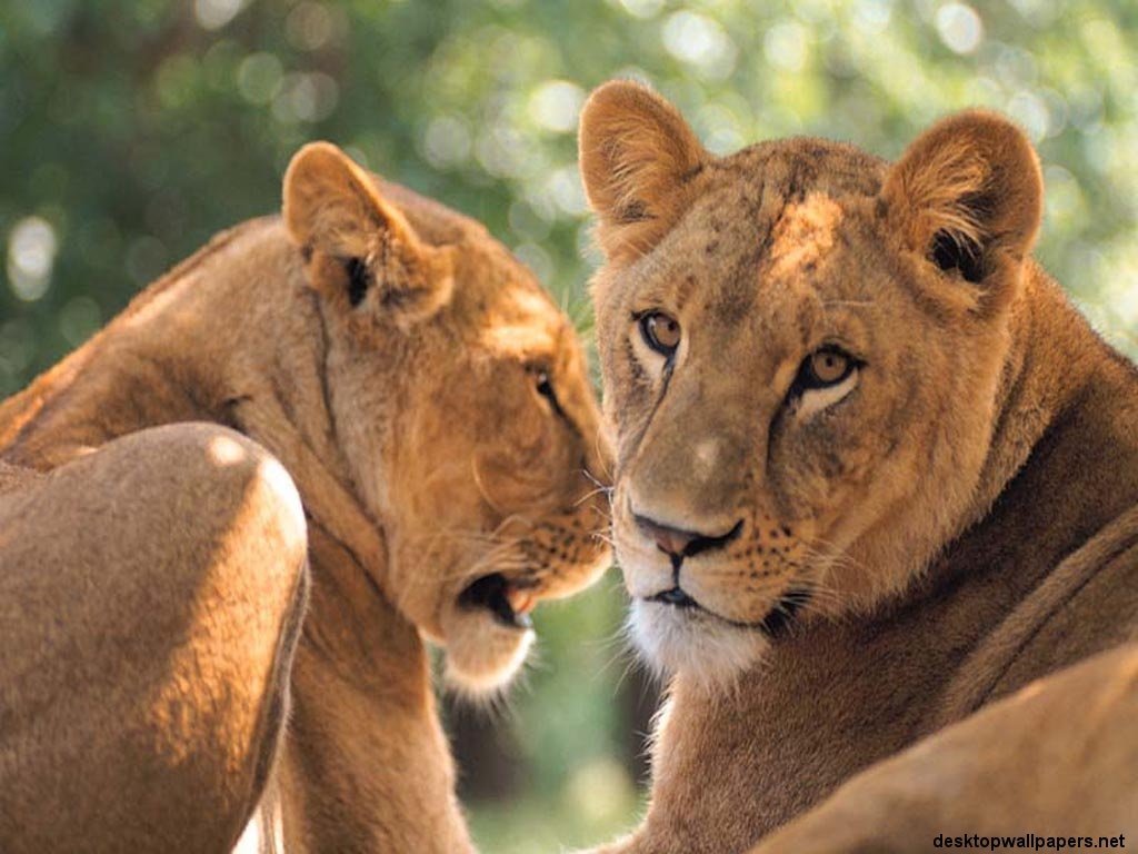 Fonds d'cran Animaux Flins - Lions 