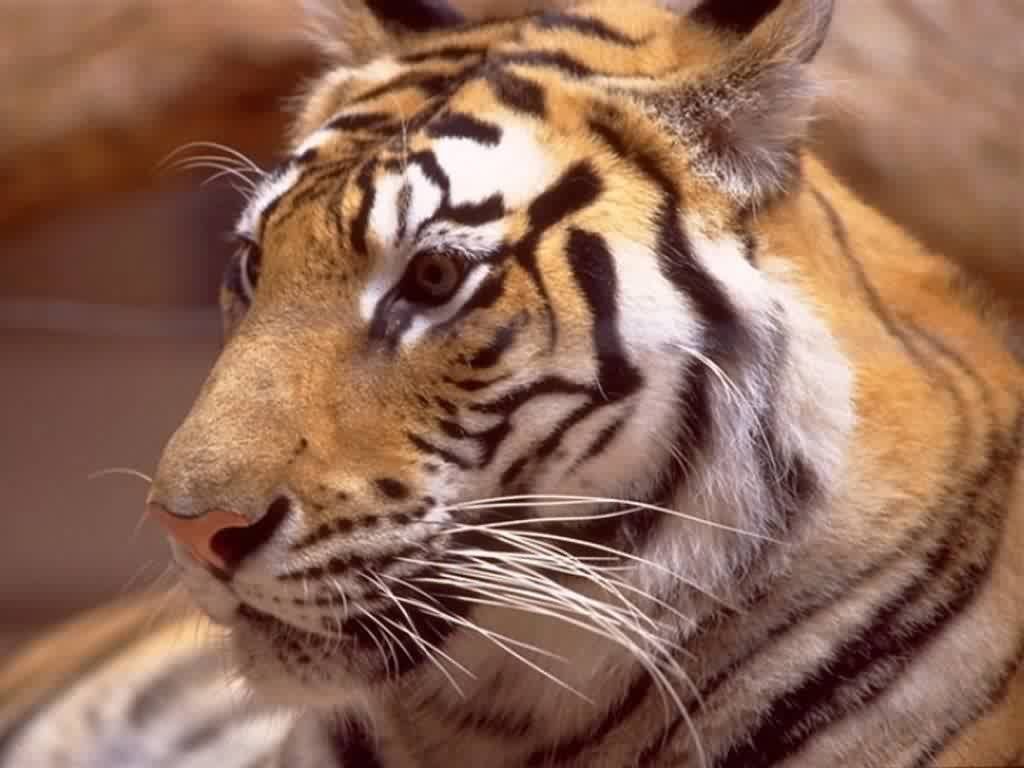 Fonds d'cran Animaux Flins - Tigres 