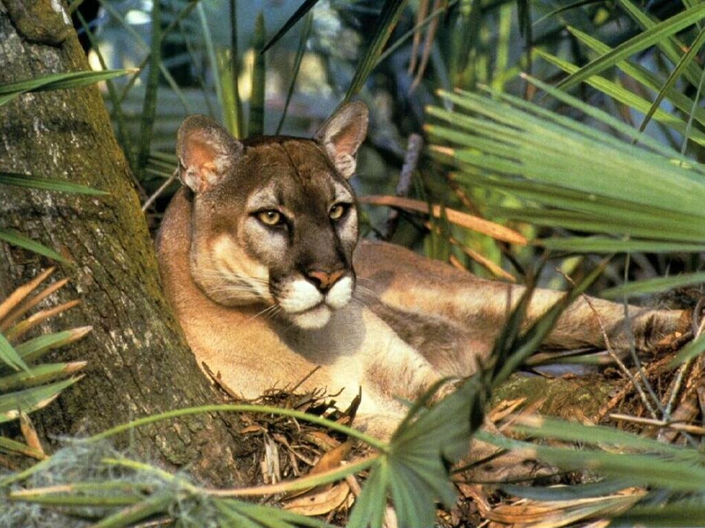 Fonds d'cran Animaux Flins - Pumas 