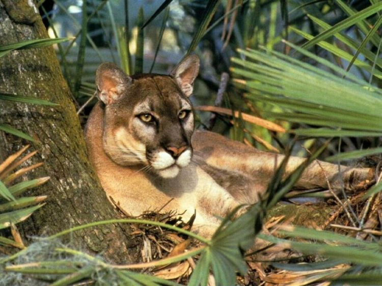 Wallpapers Animals Felines - Pumas Wallpaper N39142