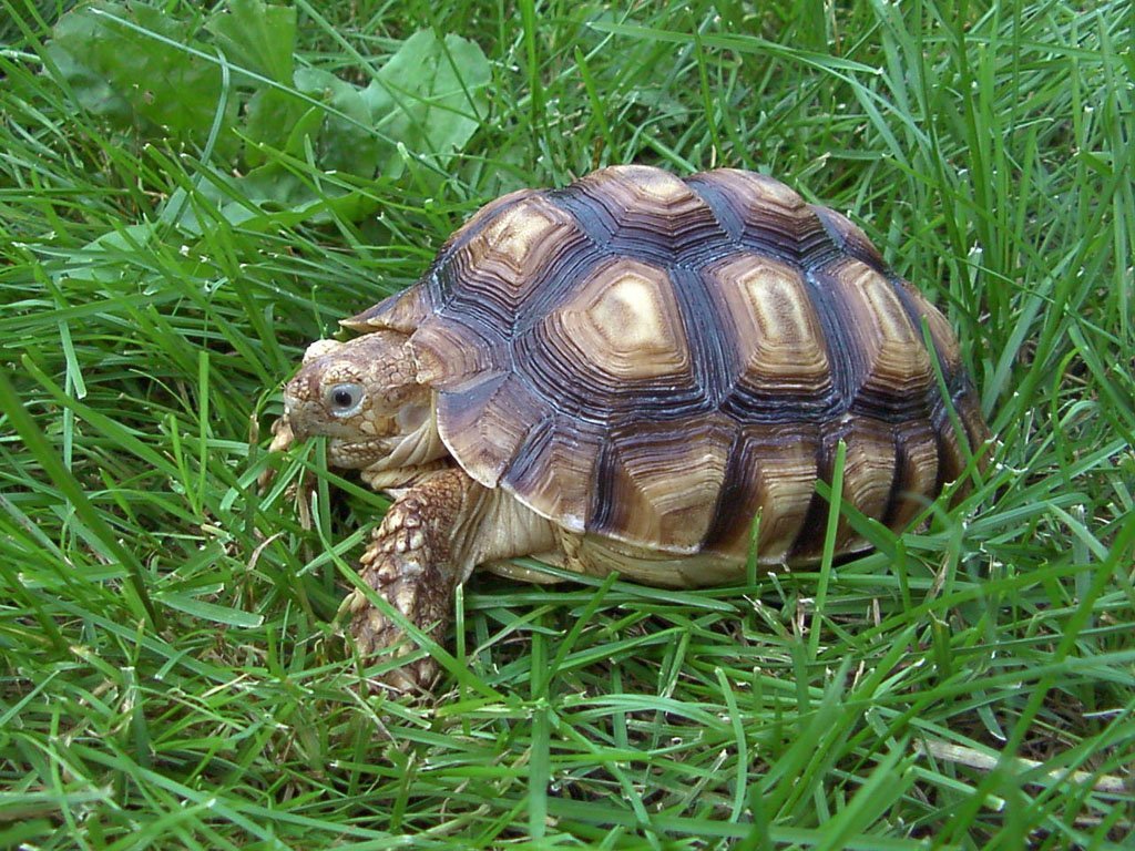 Fonds d'cran Animaux Tortues 