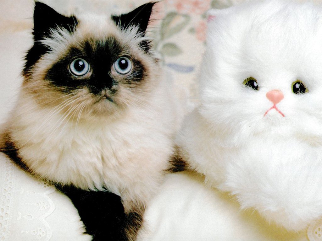 Wallpapers Animals Cats - Kittens 