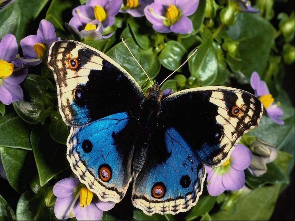 Fonds d'cran Animaux Insectes - Papillons 