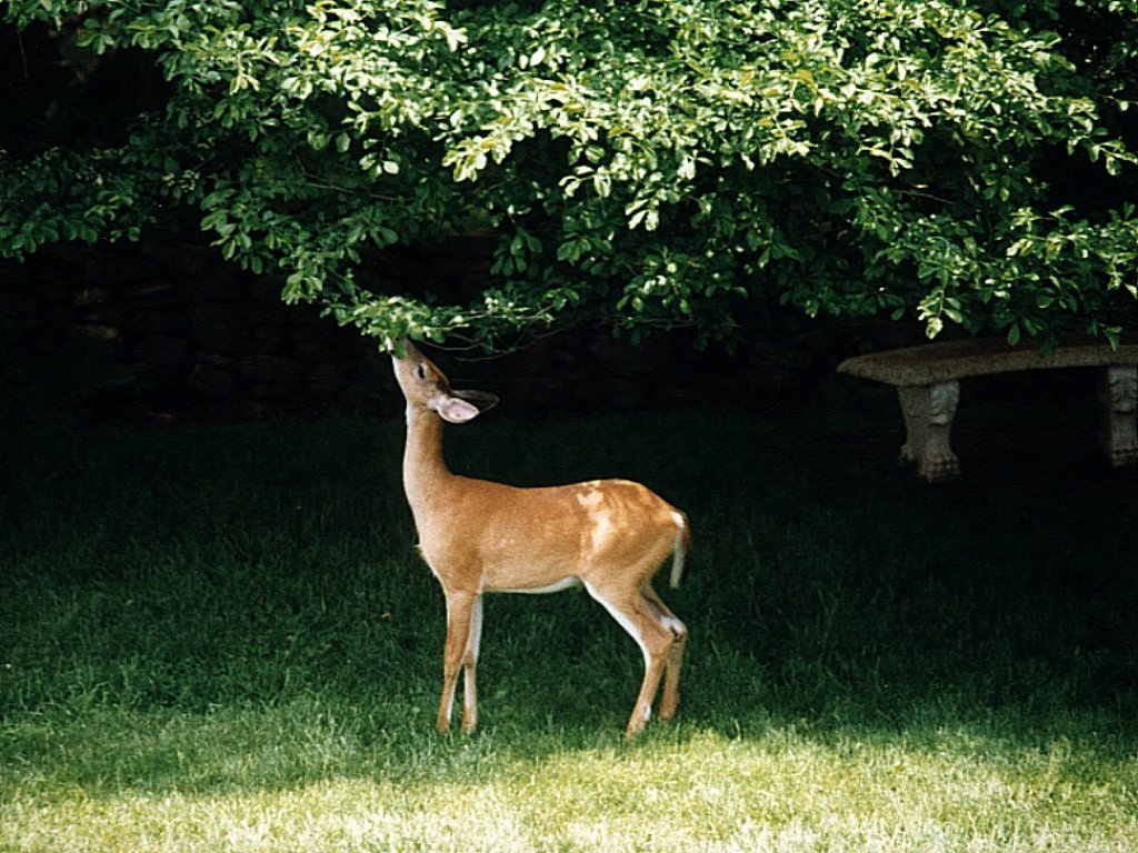 Wallpapers Animals Cervids 