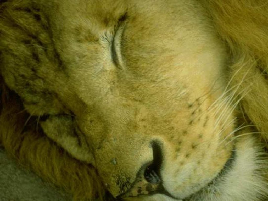 Wallpapers Animals Felines - Lions 