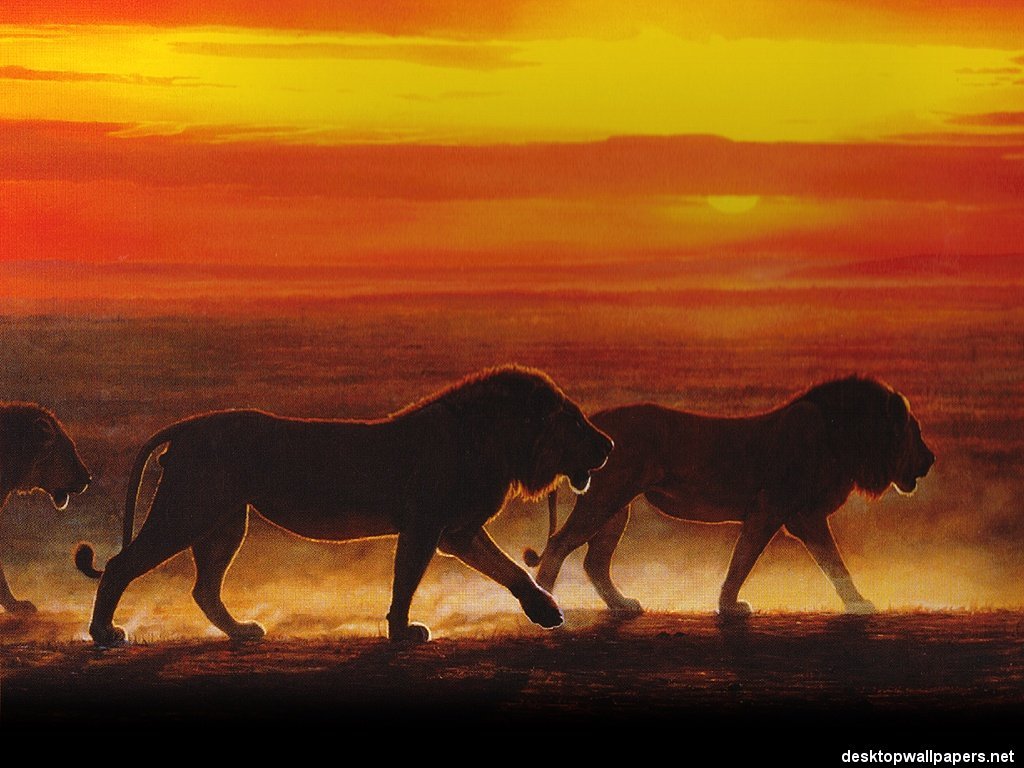 Wallpapers Animals Felines - Lions 