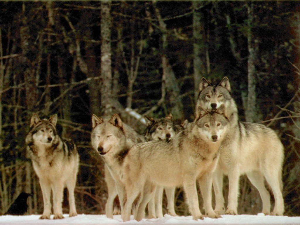 Fonds d'cran Animaux Loups 