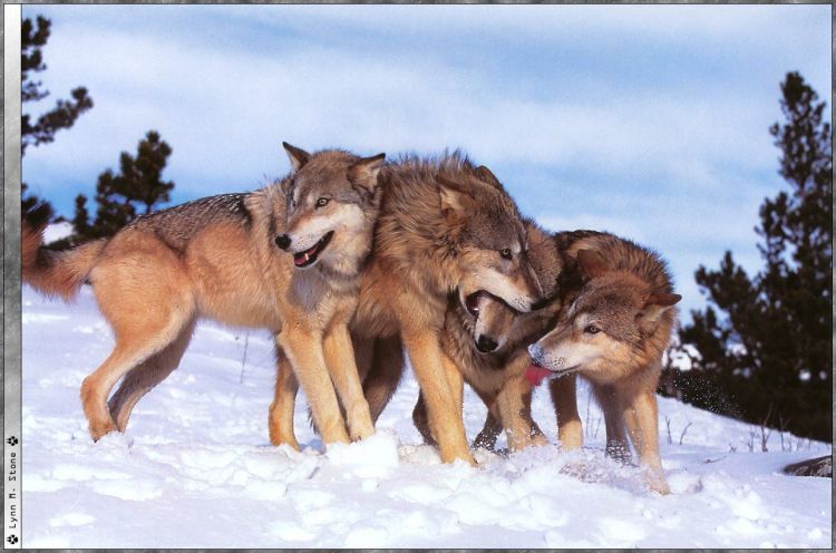 Fonds d'cran Animaux Loups Wallpaper N38939