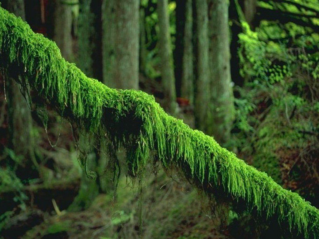 Fonds d'cran Nature Arbres - Forts 