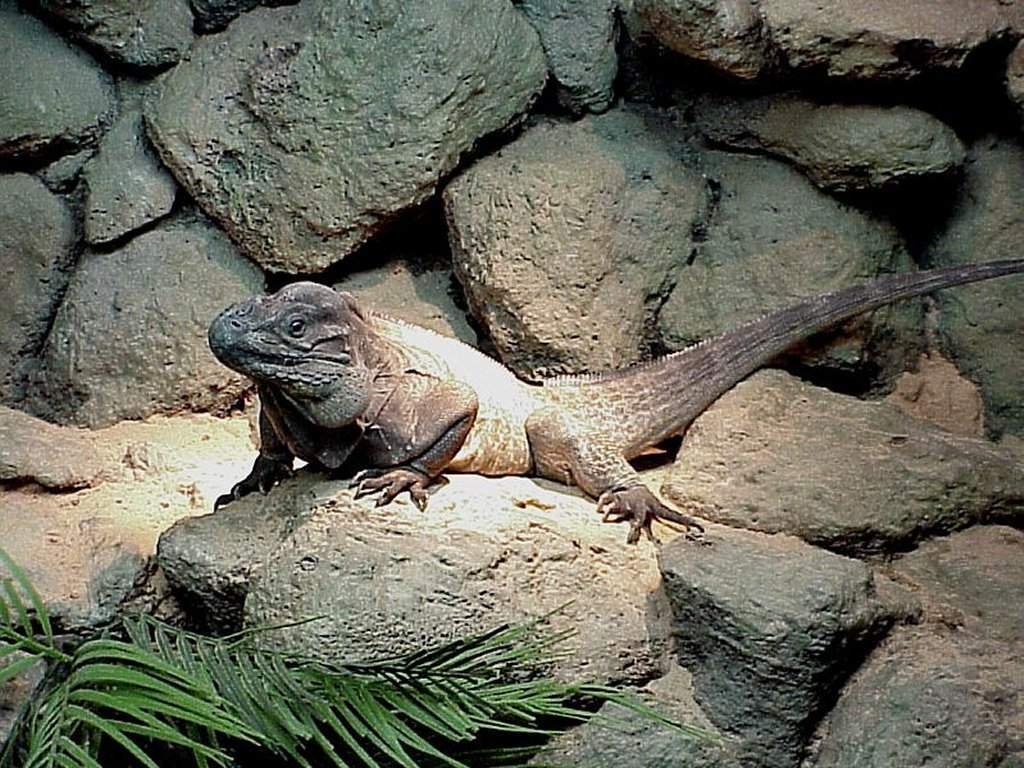 Wallpapers Animals Iguanas 