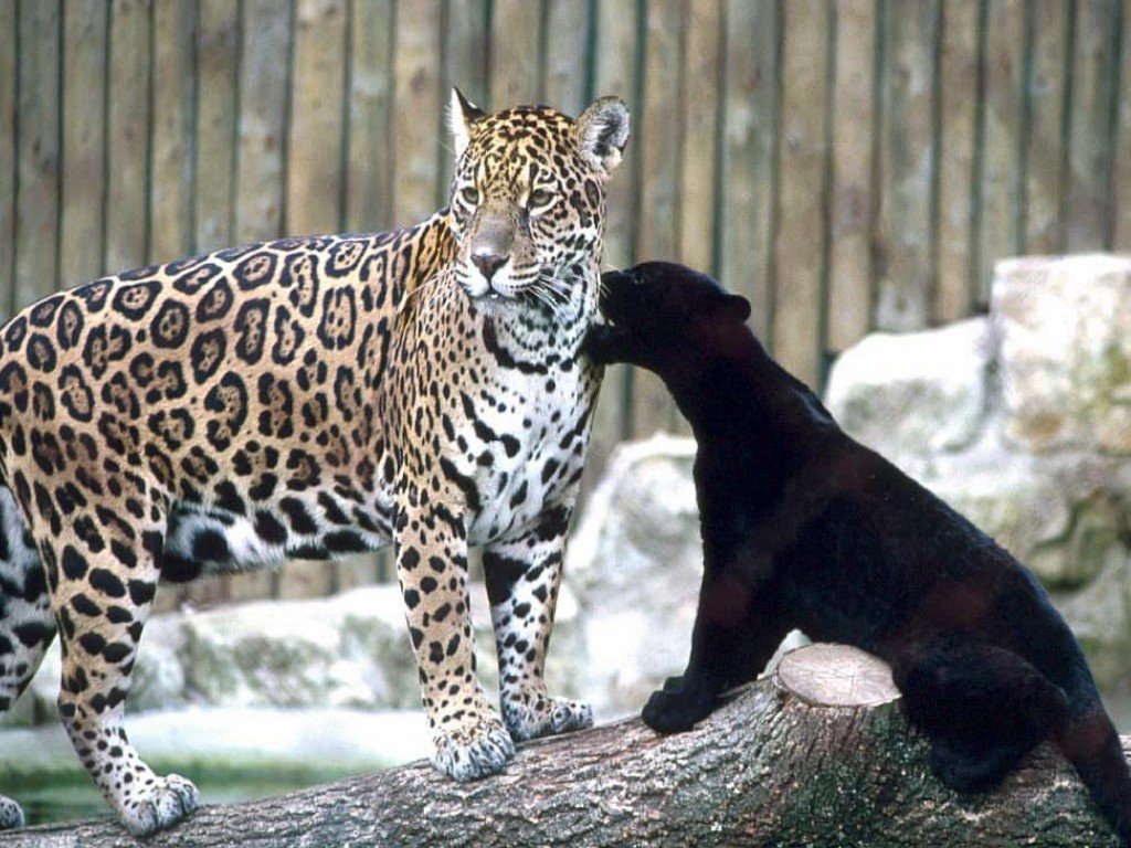 Wallpapers Animals Felines - Jaguars 