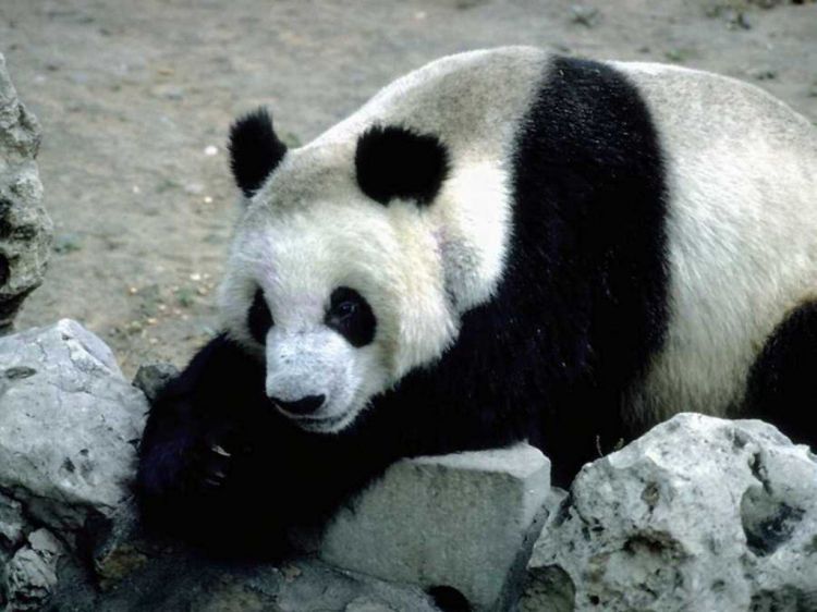 Fonds d'cran Animaux Pandas Wallpaper N39106