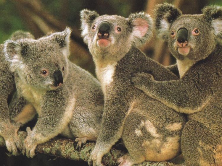 Fonds d'cran Animaux Koalas Wallpaper N38822