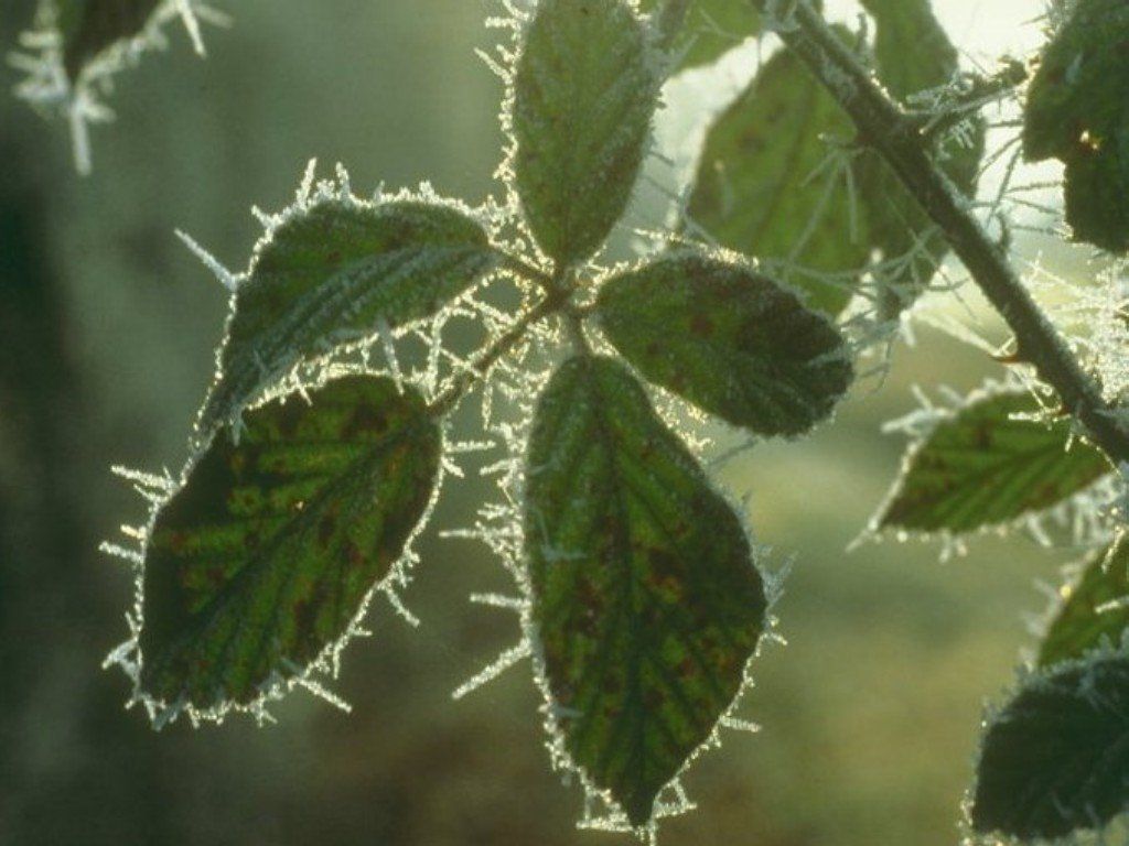 Fonds d'cran Nature Plantes - Arbustes 