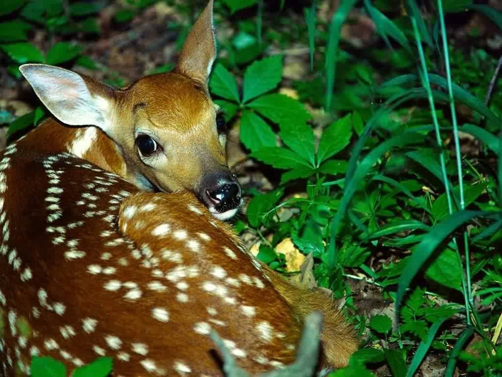 Fonds d'cran Animaux Cervidés 