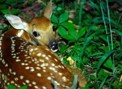 Fonds d'cran Animaux Image sans titre N38602