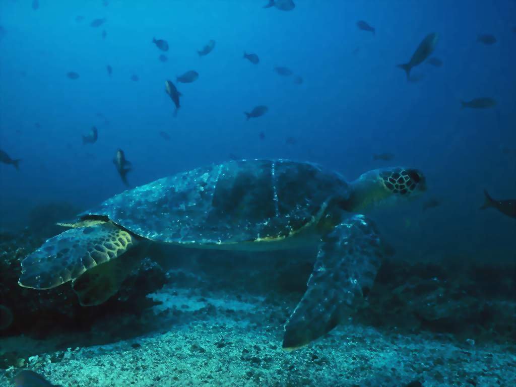 Fonds d'cran Animaux Tortues 