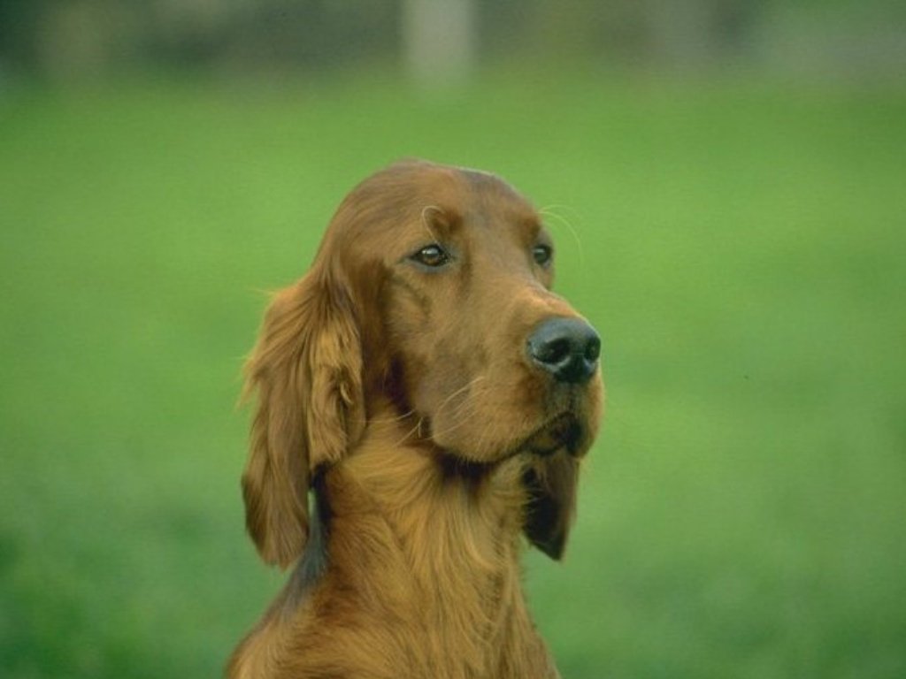 Fonds d'cran Animaux Chiens 