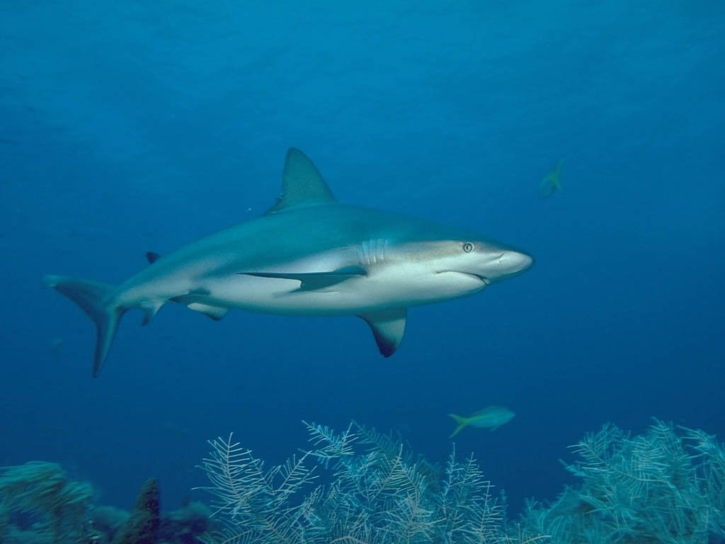 Fonds d'cran Animaux Vie marine - Requins 