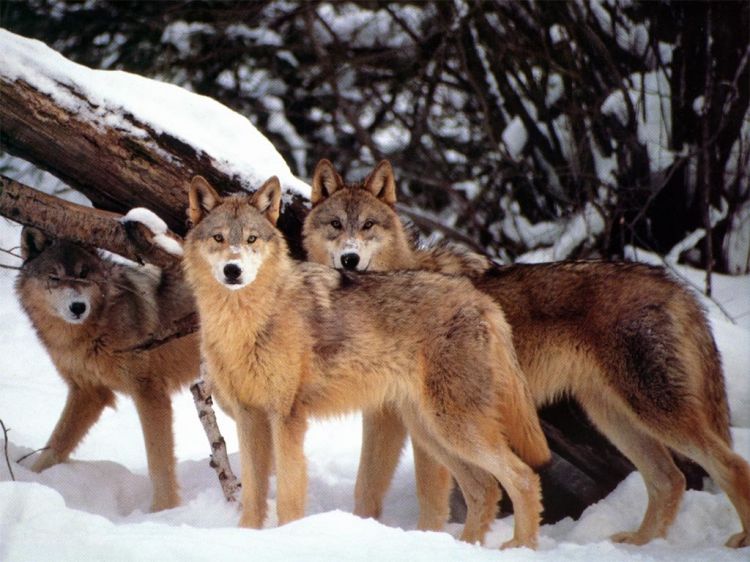 Fonds d'cran Animaux Loups Wallpaper N38877