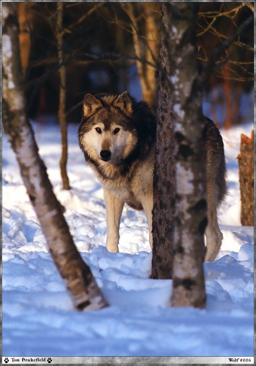 Fonds d'cran Animaux Loups 