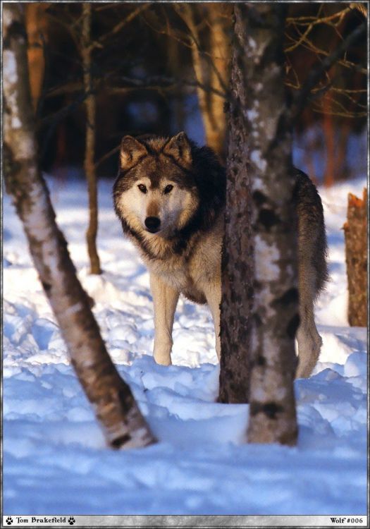 Fonds d'cran Animaux Loups Wallpaper N38970