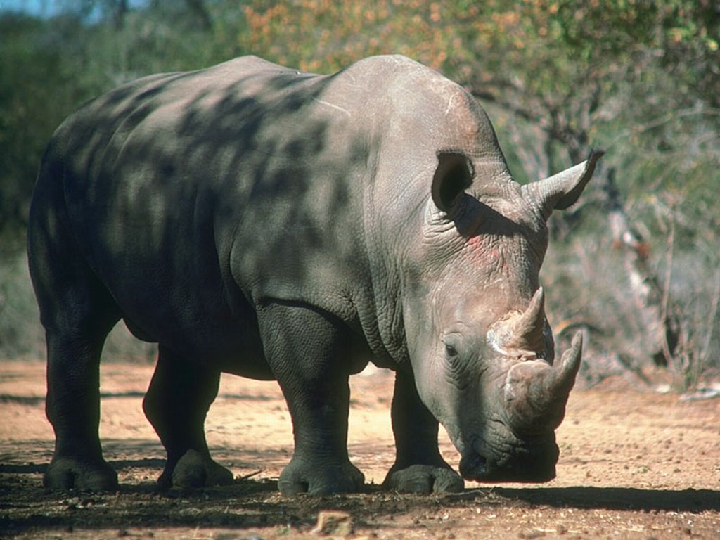 Fonds d'cran Animaux Rhinocros 