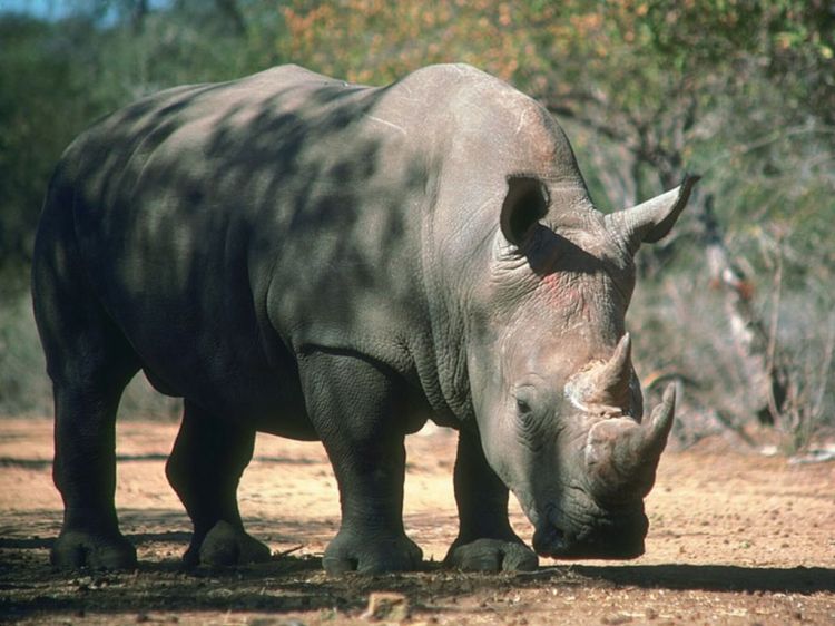 Fonds d'cran Animaux Rhinocros Wallpaper N39174