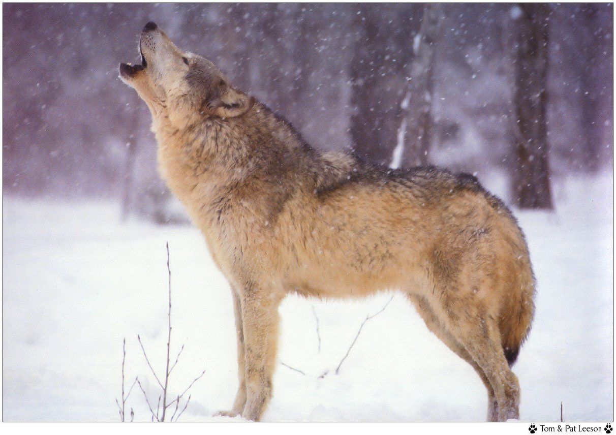 Wallpapers Animals Wolves 