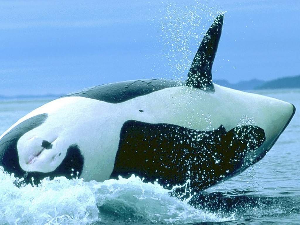 Wallpapers Animals Sealife - Orcas 