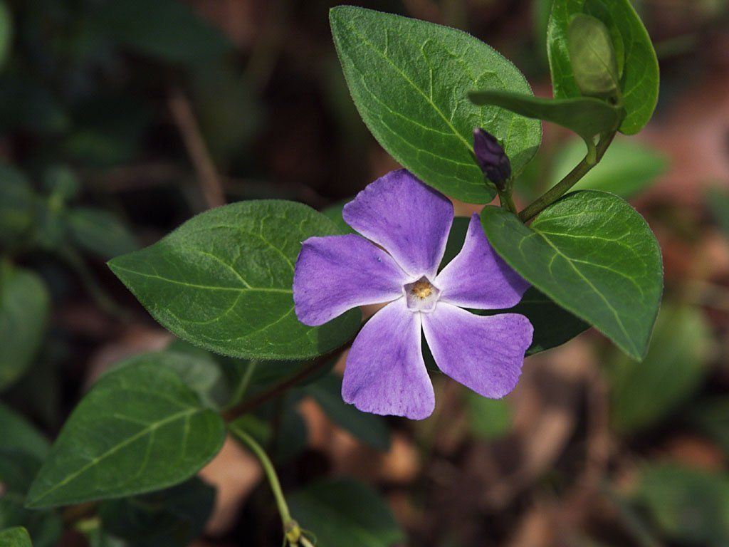 Fonds d'cran Nature Fleurs 