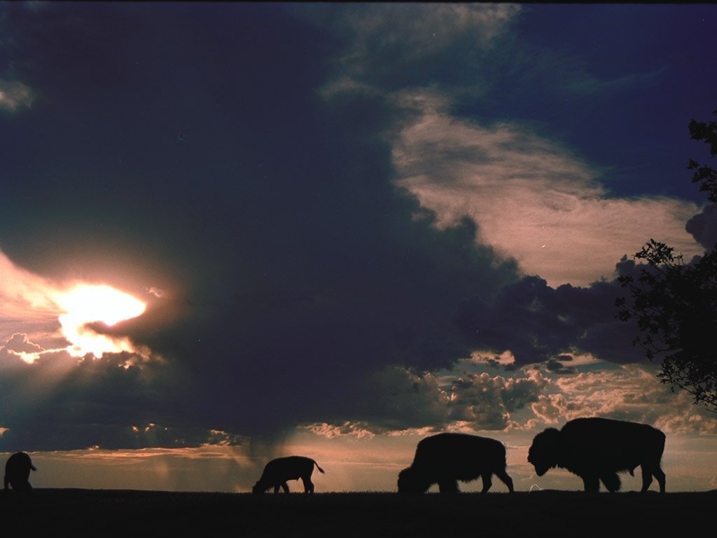 Wallpapers Animals Buffalo 