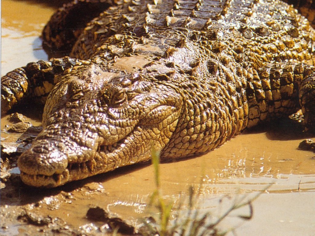 Wallpapers Animals Crocodile - Alligator - Caiman 