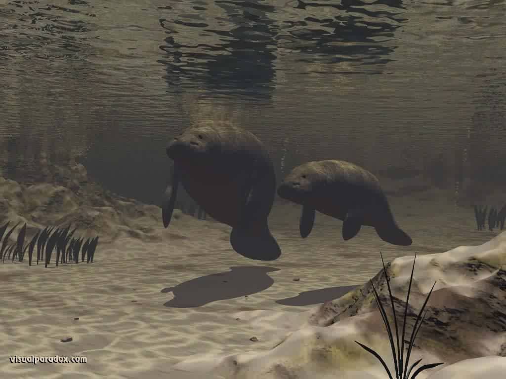 Wallpapers Animals Sealife - Manatees 