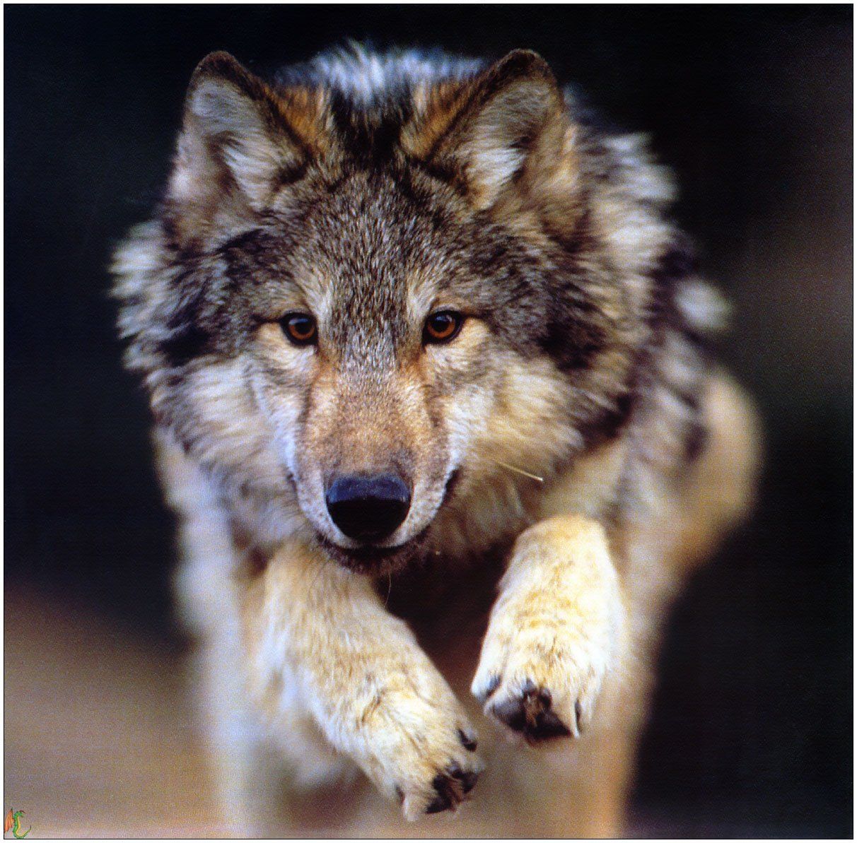 Fonds d'cran Animaux Loups 