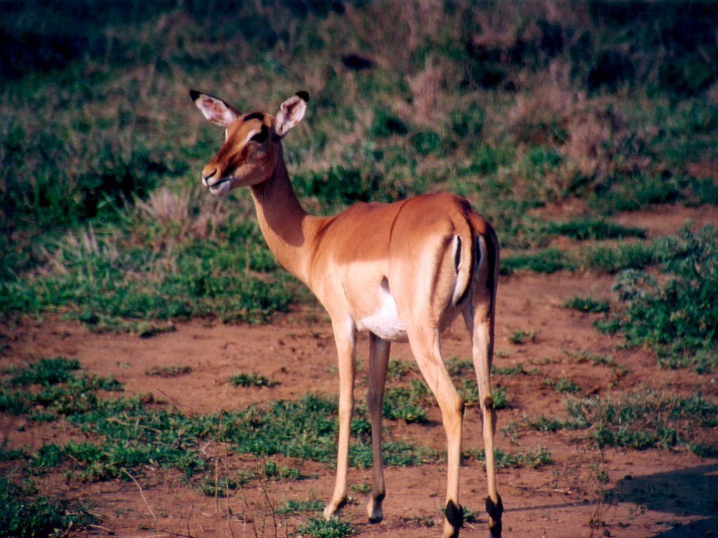 Fonds d'cran Animaux Impalas 