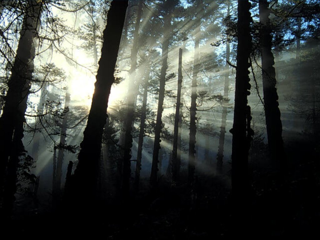 Fonds d'cran Nature Arbres - Forts 