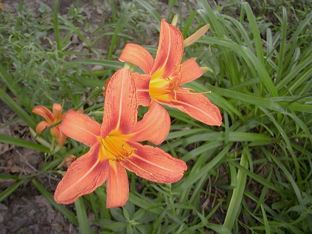 Fonds d'cran Nature Fleurs 