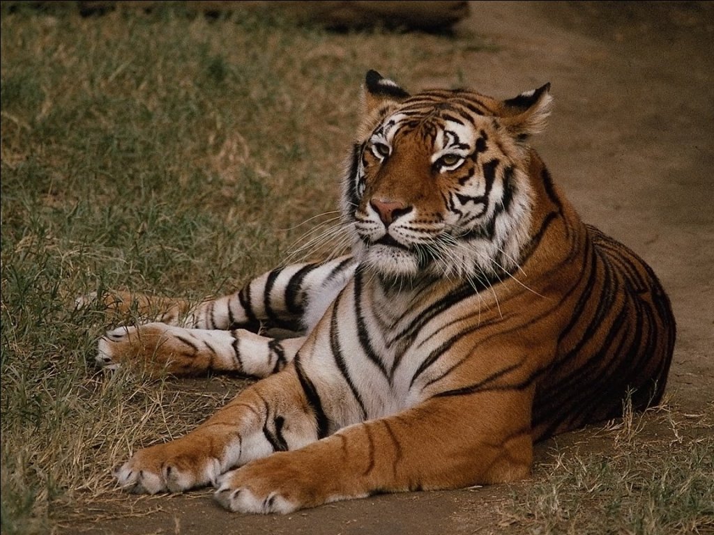 Fonds d'cran Animaux Flins - Tigres 